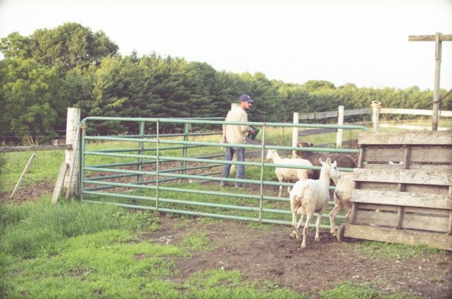 Day in the Life of a Homesteader-98