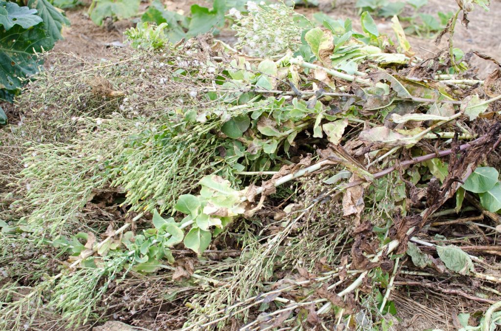 Several great reasons why you should let your lettuce go to seed .
