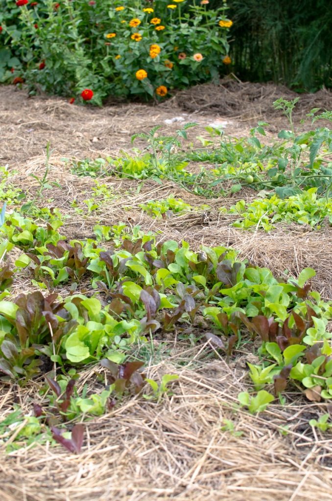 Several great reasons why you should let your lettuce go to seed .