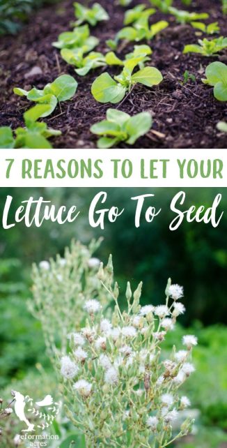 Lettuce got bitter? If you don't need the garden space for another crop, here are 7 great reasons to let your heirloom lettuce plants go to seed.