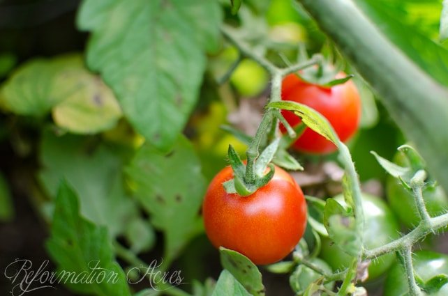 Learn how to make tomato paste with roasted cherry tomatoes! Compared to regular tomato paste, this is so quick & simple!