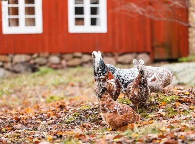 12 Perennials to Plant for Free Chicken Food