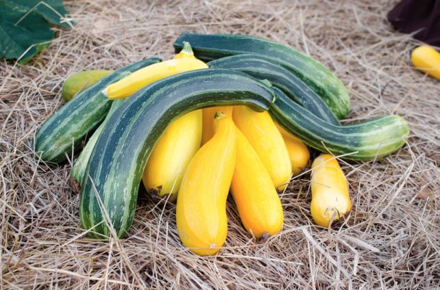 Giant Zucchini