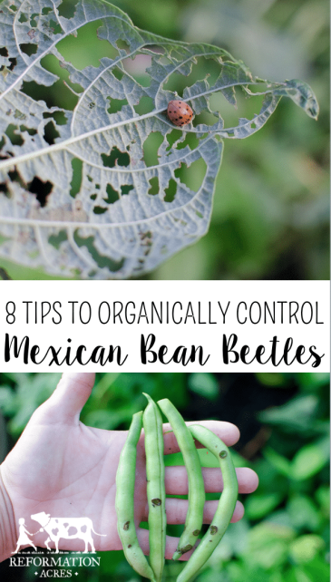 8 Ways to Organically Control Mexican Bean Beetles; mexican bean beetle