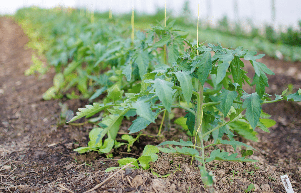 Intensive Gardening Tomatoes