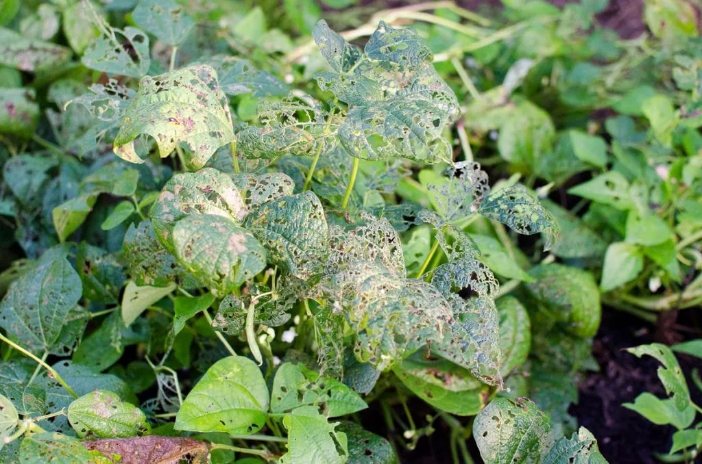 garden-pests-7-of-15 plant leaves eaten by bugs pests