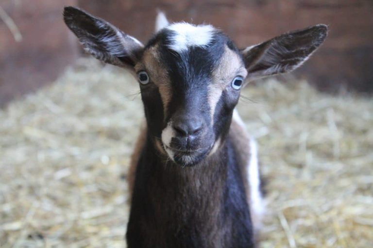 kid goat close up