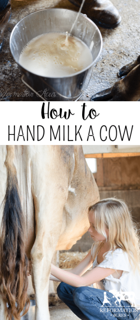 Watch this video to see our daily routine with our family cow and how we milk a cow by hand.