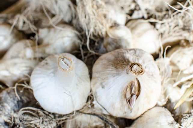 How to Manage your Garlic Harvest (So You Don't Lose Any to Bugs or Rot)