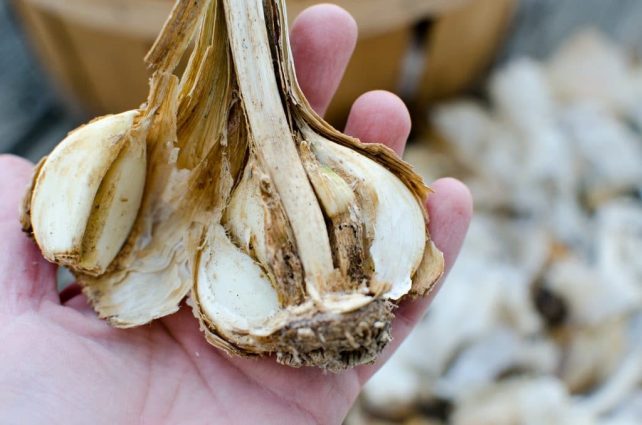 How to Manage your Garlic Harvest (So You Don't Lose Any to Bugs or Rot)