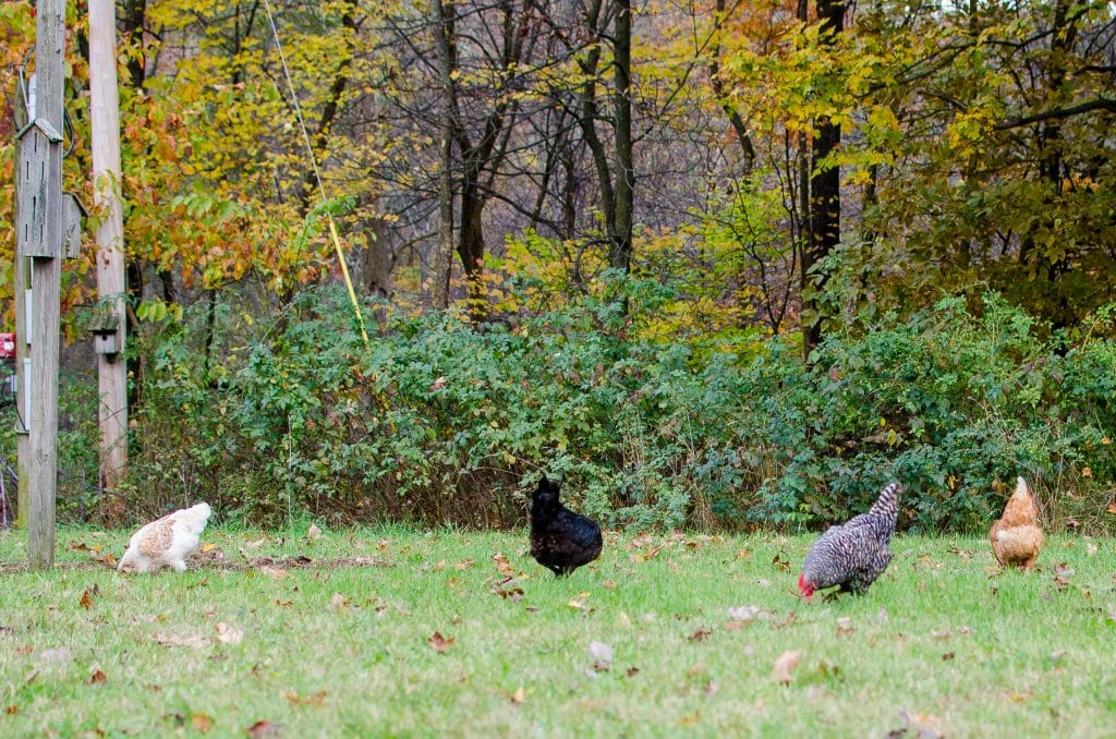 chickens (1 of 8)in yard