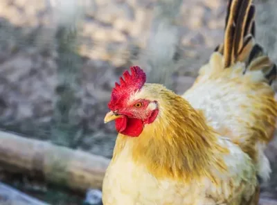 36 Free Chicken Feed Ideas