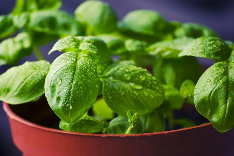 basil inside the pot