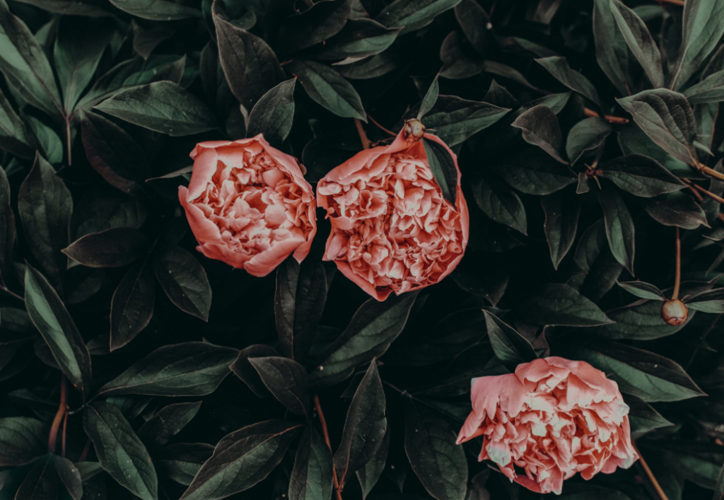 three pieces of peony flower