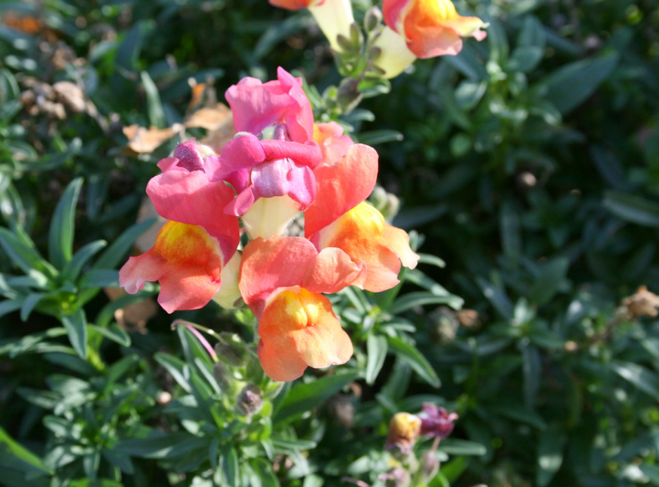 Snapdragon flower