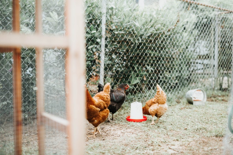 Chickens locked in a chicken coop