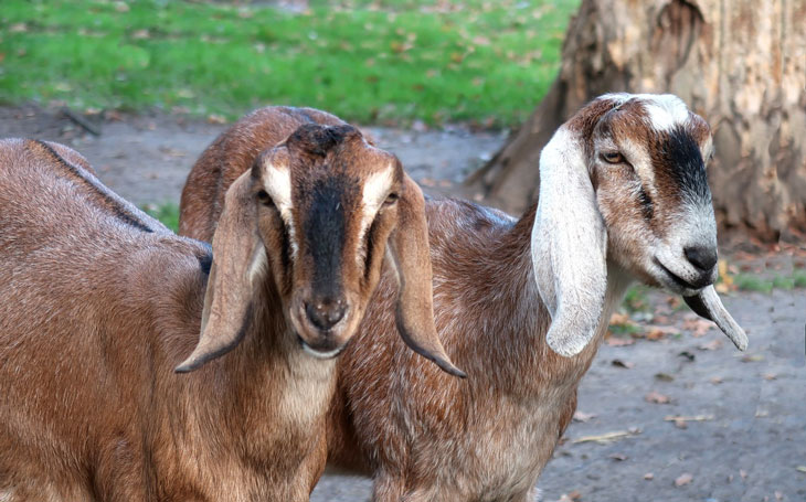 Goat Breeds: Anglo-Nubian
