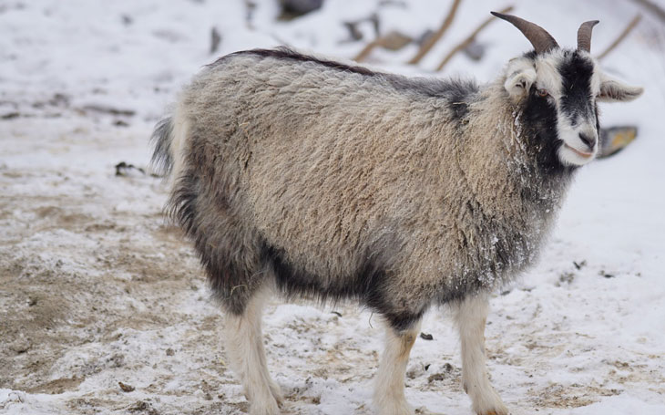Cashmere Goat