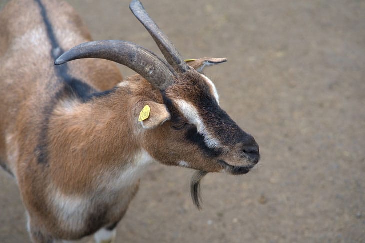 Kinder Goat