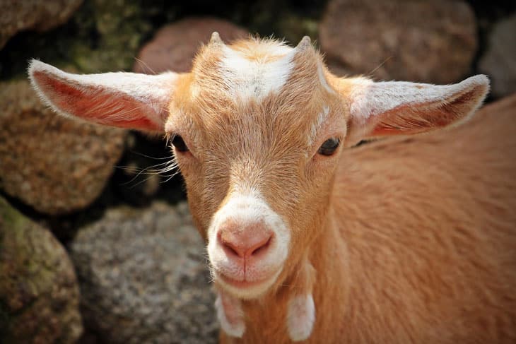 Goat Breeds: Pygora