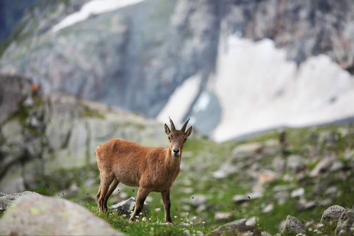 Rove Goat