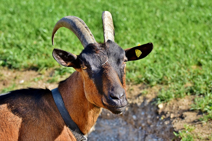 Valais Blackneck