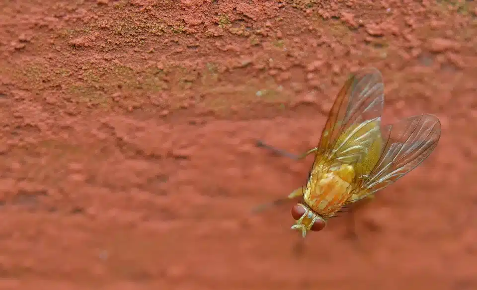 homemade fly trap