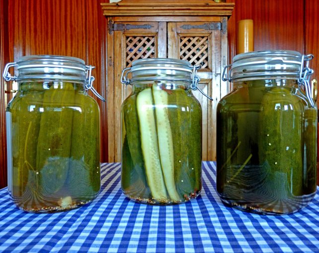 Three jars of dill pickles, our second easy canning recipe