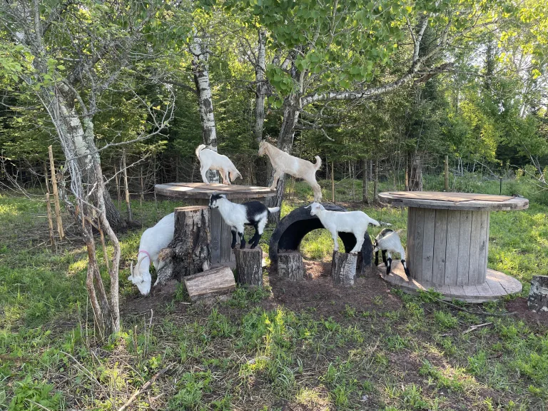 3 Tips for Raising Goats Sustainably