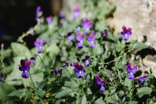 Violets in the flower garden